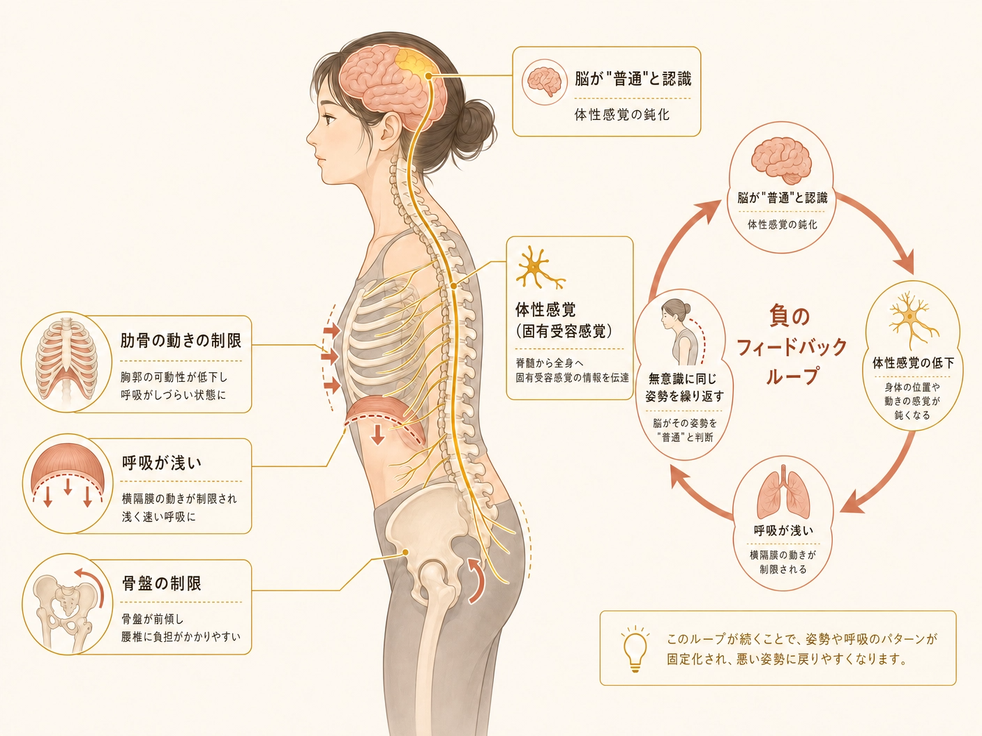 姿勢と神経のつながりを示す図