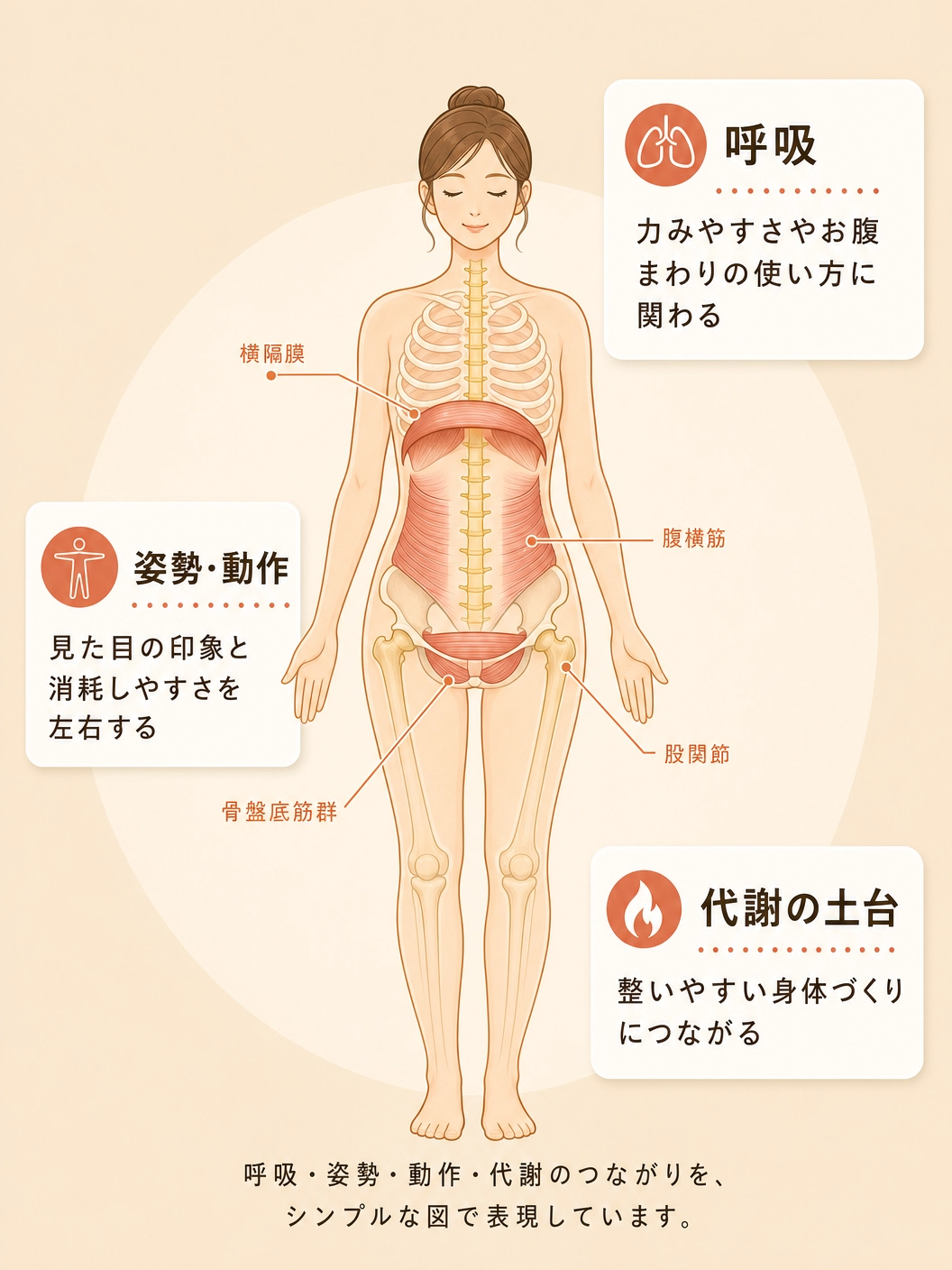 呼吸・姿勢・動作・代謝の図解