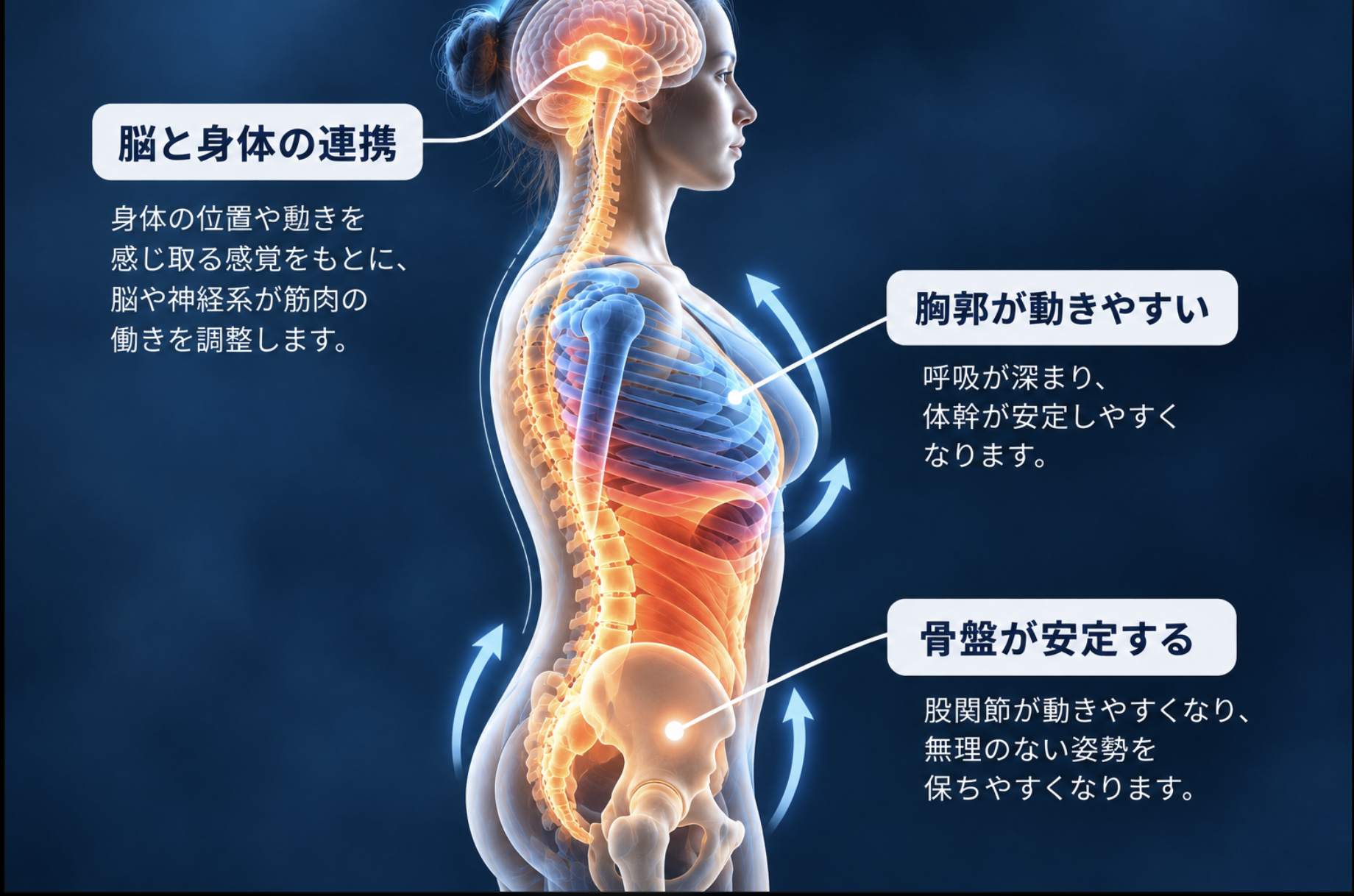 脳と身体の連携、胸郭や骨盤の働きを示す姿勢改善イメージ